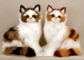 /album/animali-in-pelo/a907592-jpg/